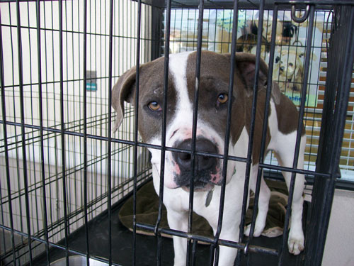 Dog is staring out from inside a cage