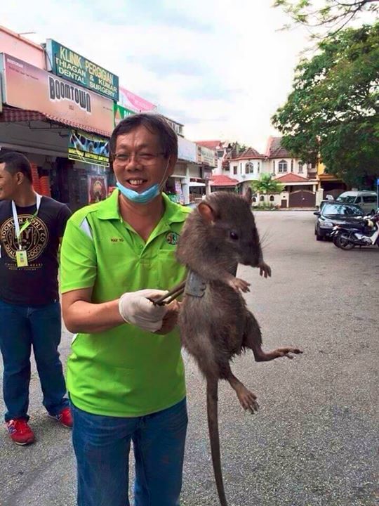 Hawaiian man holding a gigantic rat