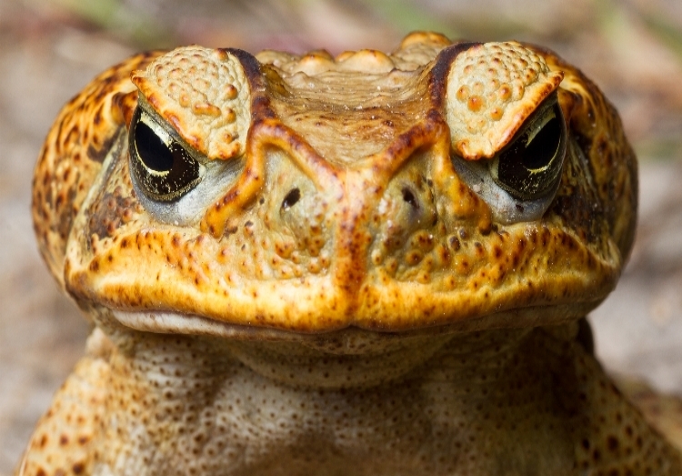 Close up picture of a toad's face