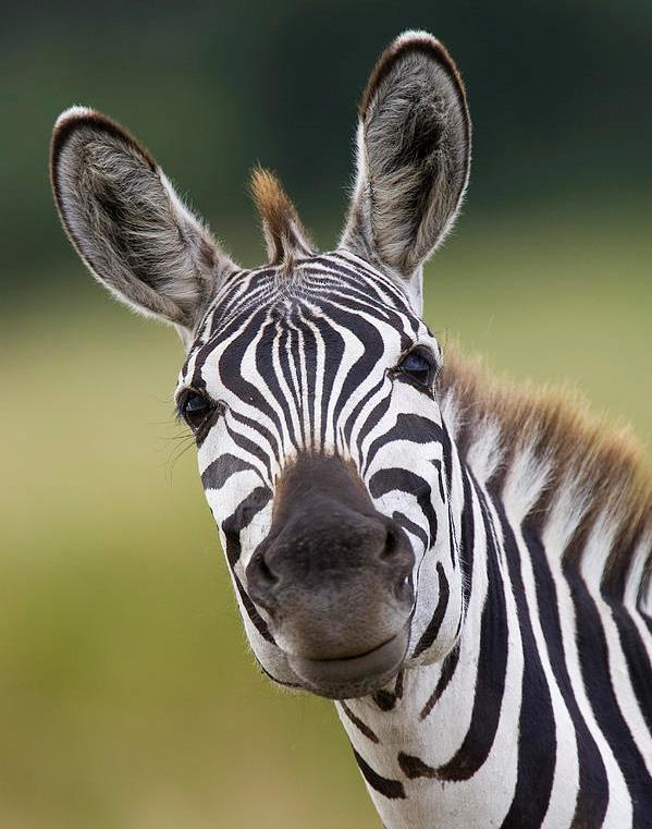Picture of a zebra looking into the camera